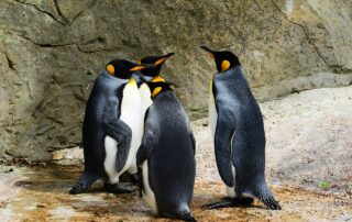 Vier Kaiserpinguine, die Symbolbild für ein Team sind.