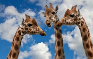 Drei Giraffenköpfe vor blauem, leicht bewölktem Himmel.